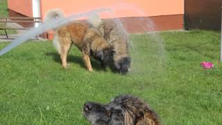 Leonberger Hunde quotvon Schloß Bärenburgquot [upl. by Whitcher984]