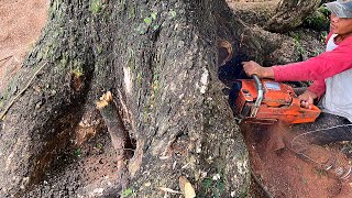 The wind broke some of these trees Cut down a super old trembesi tree [upl. by Royd]