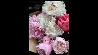 Peony Farm Tour in Alaska [upl. by Sacha572]