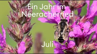 Juli im Neeracherried Ohne Blumen keine Bienen [upl. by Assiran]