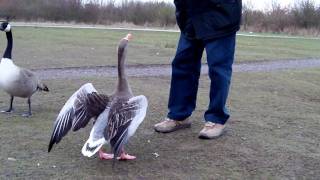 My dad feeding a Greylag Goose Filmed with Toshiba Camelio H20 at HD 720 [upl. by Arolf]