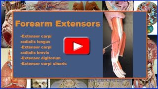 Forearm Extensors Origin Insertion Action Innervation and Blood Supply [upl. by Arodal834]