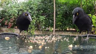 Currawong family eat leftover seeds [upl. by Heidi749]