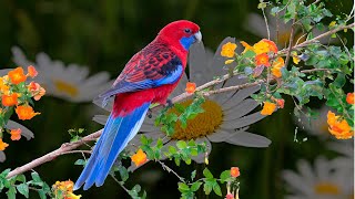 Crimson Rosella chamando [upl. by Inele430]