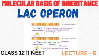 Lac Operon in prokaryotes amp eukaryotes  MOLECULAR BASIS OF INHERITANCE class 12th  NEET ​⁠ [upl. by Cheryl]