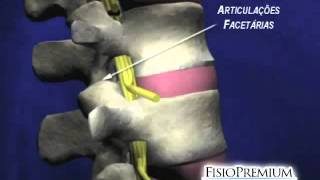 Anatomia de Coluna Vertebral [upl. by Truelove]