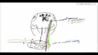 Neuroanatomy  Spinothalamic Tract amp Spinal Tectal Tract USMLE [upl. by Ahsatniuq]