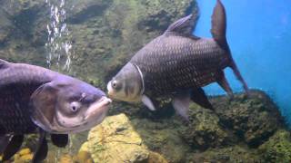 Siamese giant carpCatlocarpio siamensis  Bangkok Aquarium [upl. by Macy806]