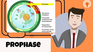 What happens in prophase [upl. by Viv]