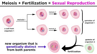 Meiosis Gametes and the Human Life Cycle [upl. by Miarfe460]