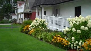 Limelight Hydrangea in the Landscape [upl. by Barnett]