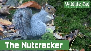 Amazing Squirrel Playing Nutcracker [upl. by Aiym]