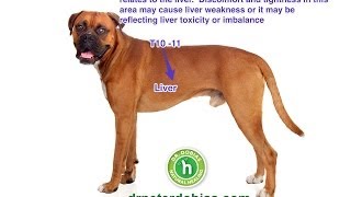 The key to your dogs health and longevity [upl. by Ruon]