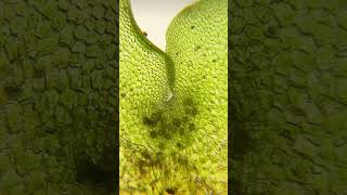 Chloroplast under microscope education science study learn aiims neet motivate biologyattips [upl. by Leach]