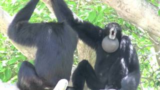 Siamang Gibbons howling at Miami Metrozoo [upl. by Khalin]