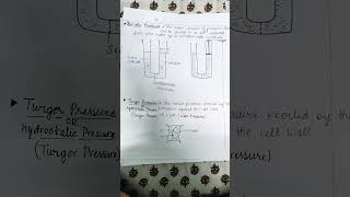 osmotic pressure [upl. by Kcirddehs151]