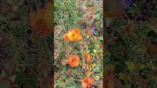 Geum coccineum shorts youtubeshorts shortvideo flowers flower orangeflower rosacea nature [upl. by Aitnahc]