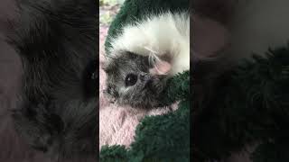 Guienea pigs squeaking 🐹 [upl. by Shurlocke]