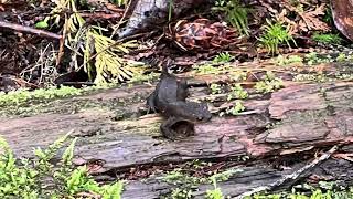 Skookumchuck Narrows Trail Egmont BC [upl. by Aztinay]