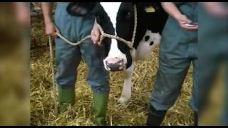 Cattle restraint methods [upl. by Analaj]