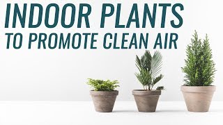 16 Air Purifying Indoor Plants [upl. by Ariaic983]