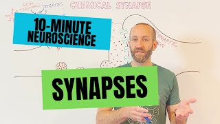 10Minute Neuroscience Synapses [upl. by Kalin327]