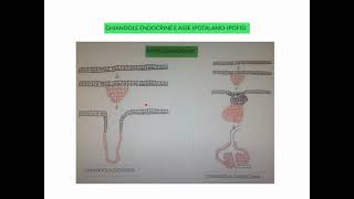 CORSO DI FISIOLOGIA UMANA  LEZIONE 34 DI 81  FISIOLOGIA DEL SISTEMA ENDOCRINO  PARTE 1 [upl. by Ahsirt264]