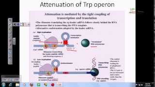 Tryptophan operon [upl. by Malcom]