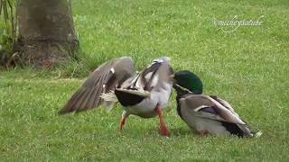 Mallard Duck Fight [upl. by Quickel]