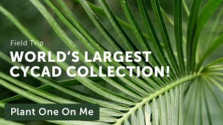 Worlds Largest Cycad Collection at Nong Nooch Thailand — Plant One On Me — Ep 146 [upl. by Atrebor]