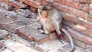 Monkey giving birth to stillborn baby  Thailand [upl. by Nairrad]