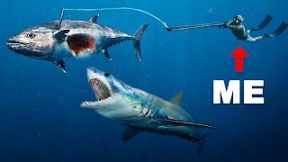 Giant Tuna Eaten Alive by Sharks after I speared it [upl. by Crawley]