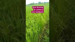 Rice Farm Update  Harvest Date is Next Month [upl. by Malcah]