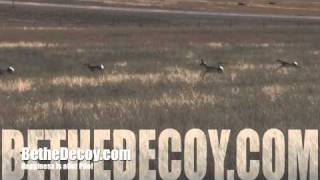 Be the Decoy Doe Hunt [upl. by Cirdet]