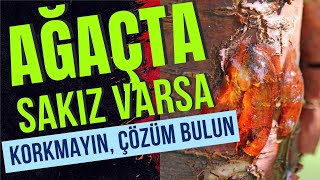 AĞAÇ SİZE MESAJ VERİYOR haberiniz var mı meyve ağacı hastalıkları ağaç bakımı [upl. by Blaze]