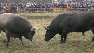 KOBRA OD TUBIĆA I KUKAN OD ŠIMIĆA PARK ARENA VITEZ 2023 [upl. by Yelyah]