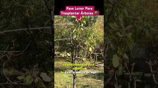 Fase Lunar Para Trasplantar Árboles 🌳 🌙 shortpants agriculture agricultura shortvideo garden [upl. by Odlanra]