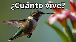 ¿Cuánto Vive un Colibrí Descubre el Ciclo de Vida y Datos Sorprendentes [upl. by Arriec]