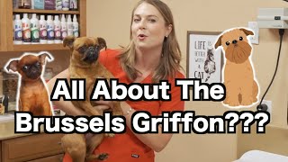 All about the Brussels Griffon  What you need to know [upl. by Acimehs663]