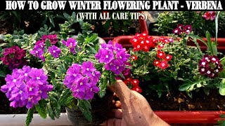 How To Grow Flower Plants At HomeVerbena [upl. by Keithley]