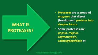 proteose protease peptide polypeptide protein peptone [upl. by Deragon214]