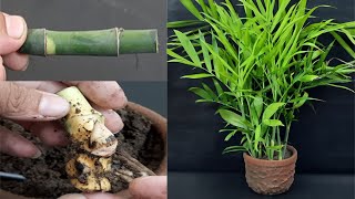 How to Grow Bamboo Palm plant from cuttings [upl. by Yotal]