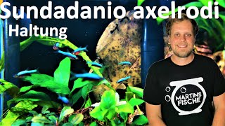 Sundadanio axelrodi HALTUNG  Neue Fische im Asienaquarium [upl. by Enibas942]