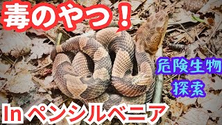 【毒蛇続々】アメリカで猛毒ガラガラヘビ探索！危険生物に噛まれそうになる！ [upl. by Barthelemy155]