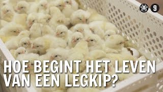 Hoe begint het leven van een legkip  De Buitendienst over de kip en het ei [upl. by Ahsiet]