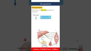 Glycogenolysis break down of glycogen into glucose molecules [upl. by Carlynne]