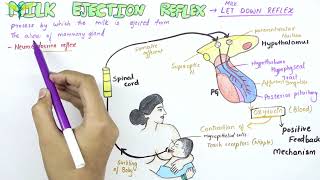 Milk Ejection Reflex  Physiology [upl. by Enelyk]