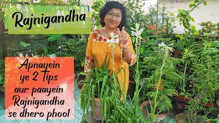 RAJNIGANDHA TUBEROSE Plant Growth Care and Propagation  2 IMPORTANT TIPS  Meri Bagiya Mera Pyaar [upl. by Ynetsed]