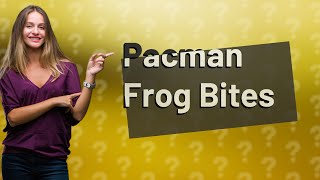 Can a Pacman frog bite hurt [upl. by Cleodal]