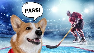 My Corgi Plays Professional Hockey [upl. by Dedra493]